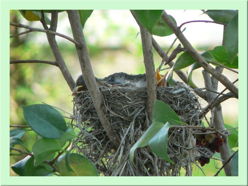 Rotkehlchen Nest